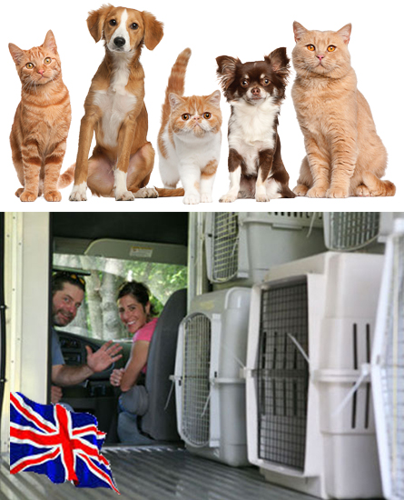 Servicii Transport Caini si Pisici Anglia