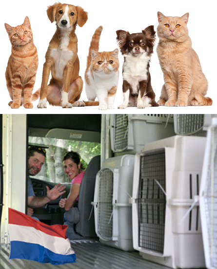 Servicii Transport Caini si Pisici Olanda
