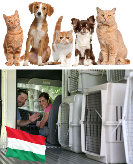Servicii Transport Caini si Pisici Ungaria